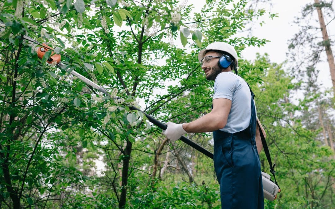 6 Tips for Trimming Trees at Home