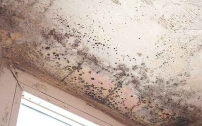 Hidden in Plain Sight: Signs of Mold Every Homeowner Should Watch For