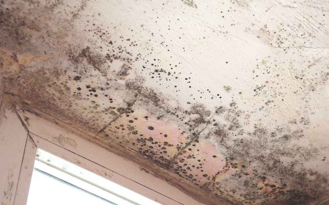 Hidden in Plain Sight: Signs of Mold Every Homeowner Should Watch For